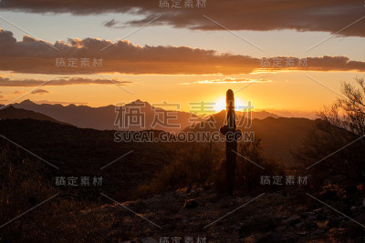 橙色的夕阳后面的仙人掌
