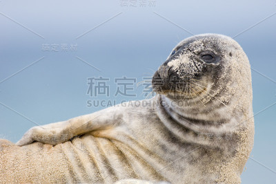 密封