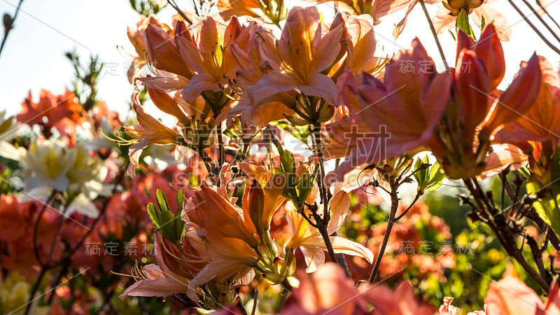 粉红色的杜鹃花(杜鹃花)在花园里