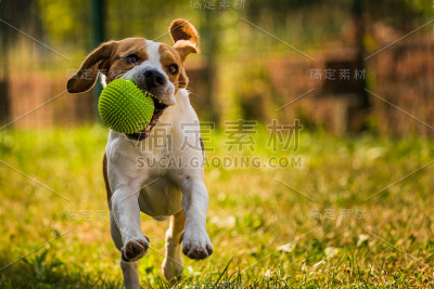 小猎犬跑