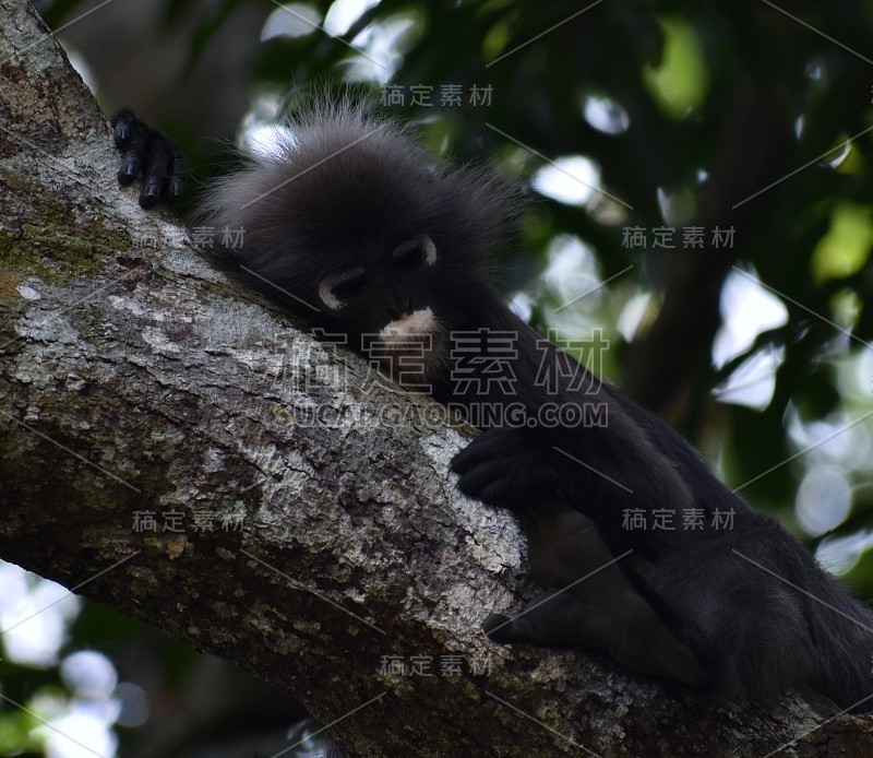 美丽的叶猴在丛林的一棵树上休息