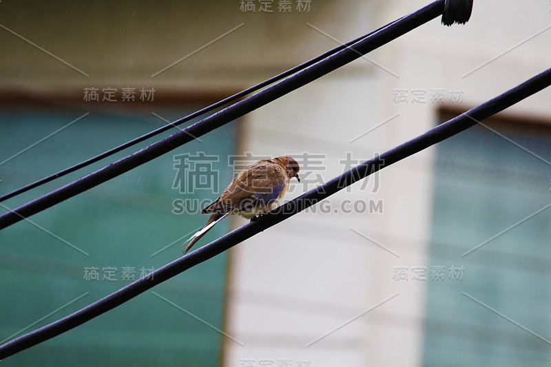 一个雄性家麻雀(Passer domesticus)在它的巢外的一个墙上安装的粘土排水管，与雌鸟坐在