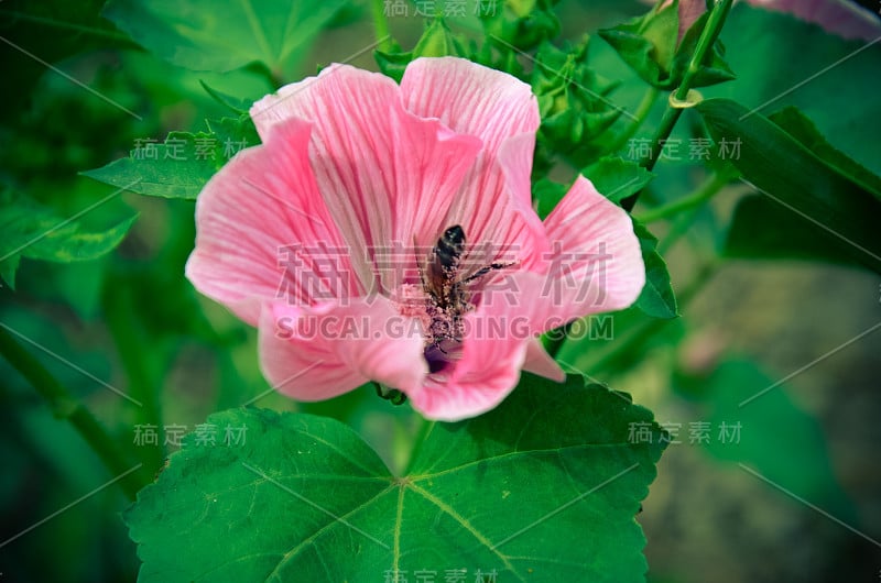 大美丽的粉红色花拉瓦蒂拉特写