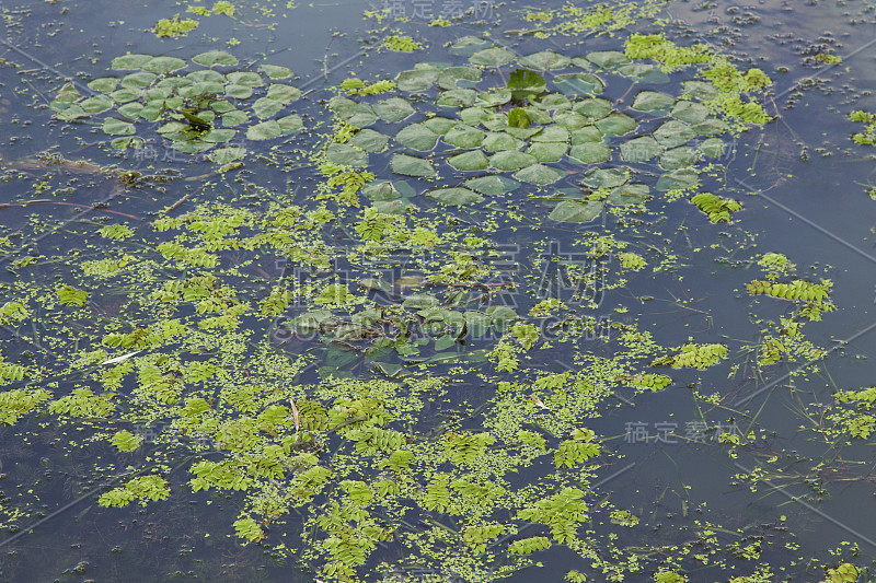 河水表面的绿藻。自然背景。