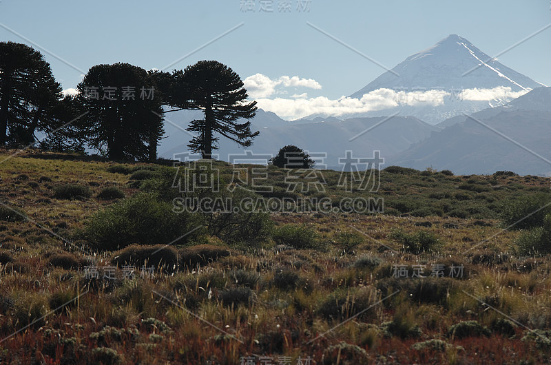 拉宁火山和猴子拼图树