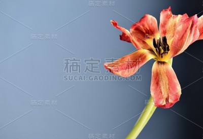 花瓣和雄蕊的艺术特写