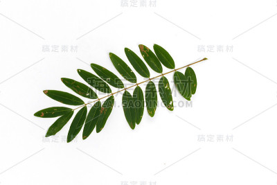 绿叶孤立在白色背景上
