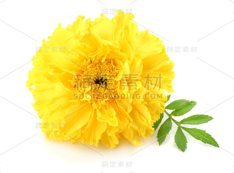 黄色万寿菊花，万寿菊，墨西哥万寿菊，阿兹特克万寿菊，非洲万寿菊孤立在白色背景上