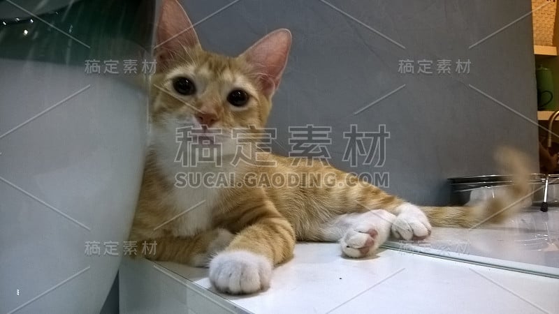 好奇的猫