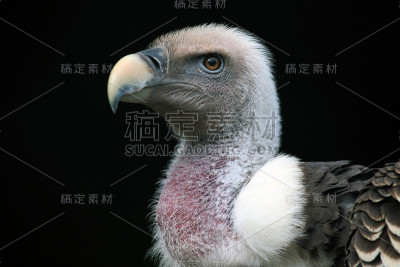 鲁佩尔的秃鹰