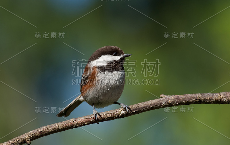 栗色背山雀栖息在树枝上