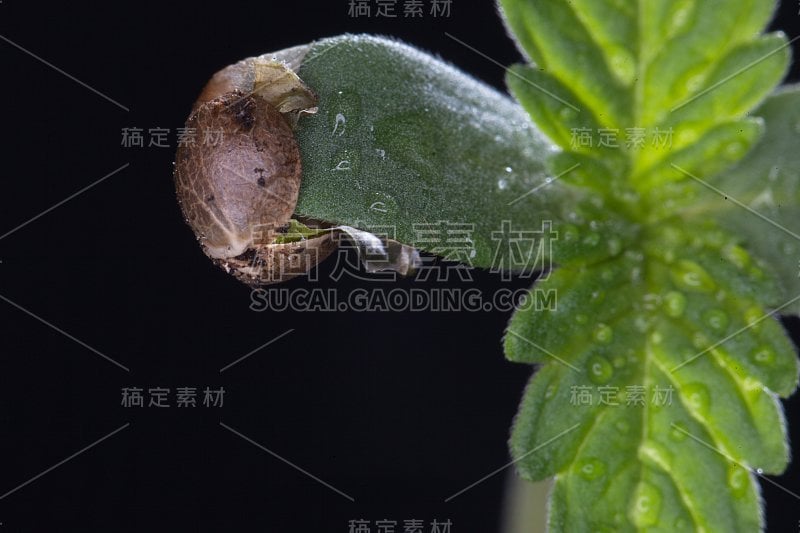 近距离观看大麻种子，微距照片