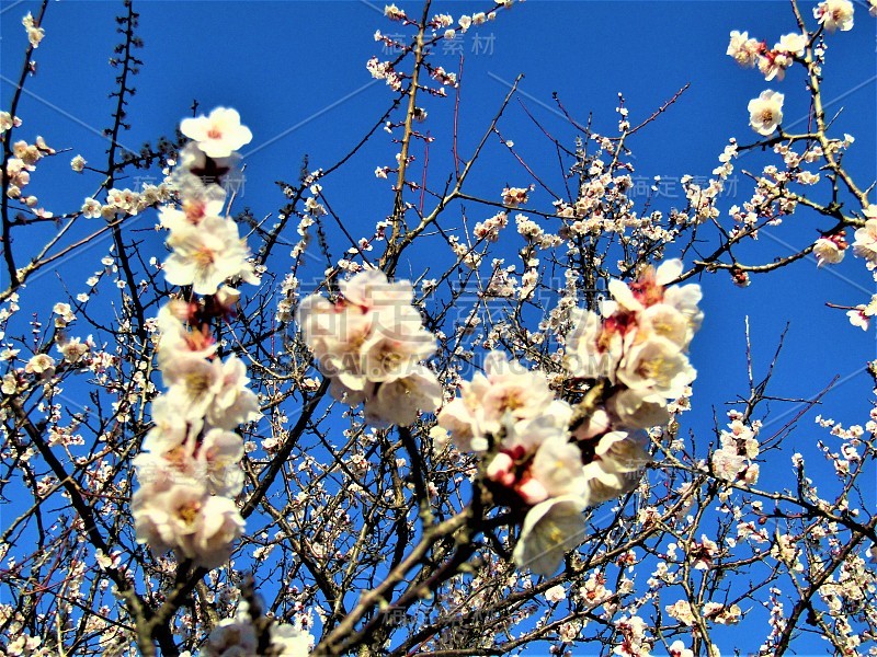 2月。日本。梅花在清晨绽放。