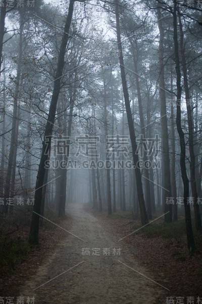 迷雾森林