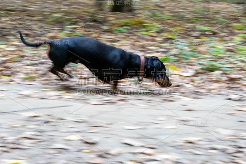 黑色小猎犬腊肠犬在森林中奔跑。秋天的森林，黄叶，动物来猎食。狗在跑，动作模糊。