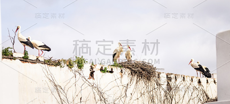白石墙上的鹳