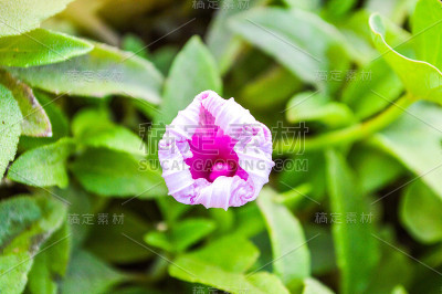 牵牛花的花