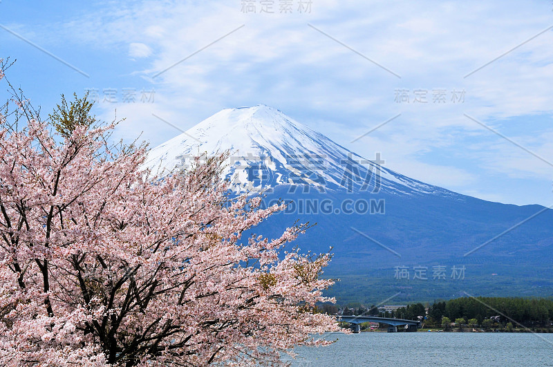 富士山和樱桃树