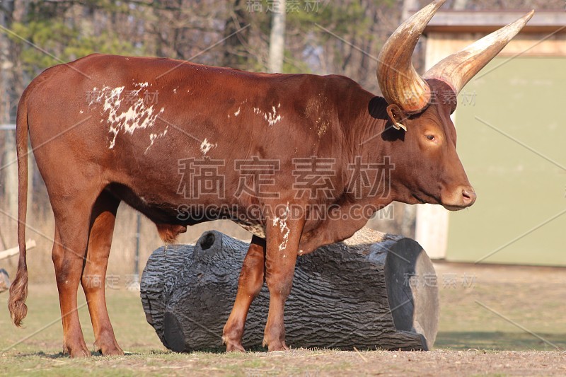 长角安科勒牛吃草