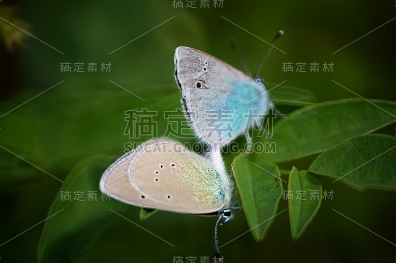 大自然中美丽的蝴蝶照片。美丽的野花和绿草。