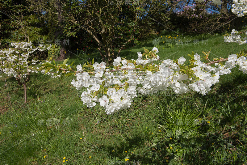 一棵观赏富士山樱桃树(Prunus 'Shirotae')的白色花朵在乡村德文郡，英国，英国