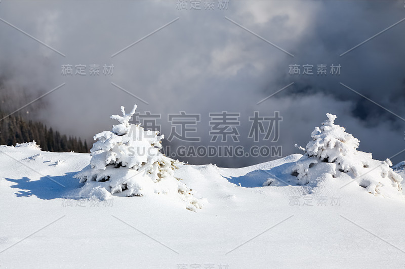 覆盖着网状雪的毛茸茸的小冷杉树。在灰色的冬季天空下，云杉耸立在白雪覆盖的山地草地上。美丽的冬天背景。