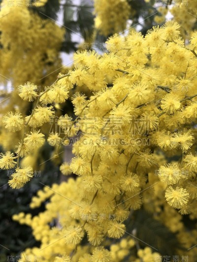 含羞草树