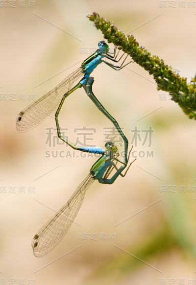 蜻蜓的交配
