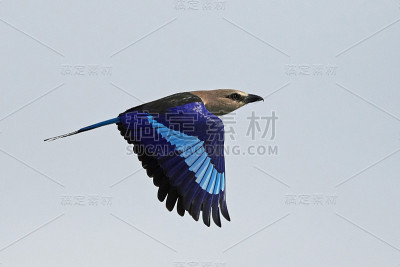 蓝腹辊(Coracias cyanogaster)