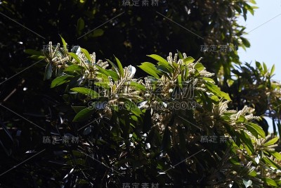 日本石栎花。