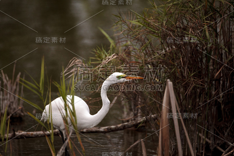 伟大的埃格雷特·阿尔迪亚·阿尔巴