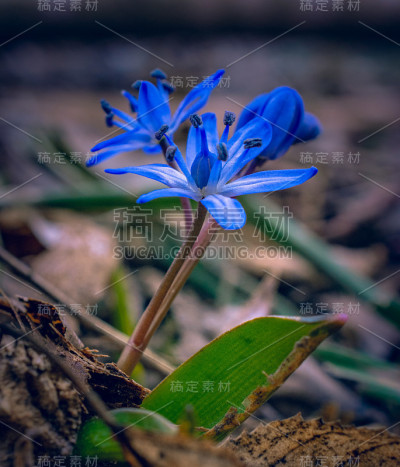 雪花莲