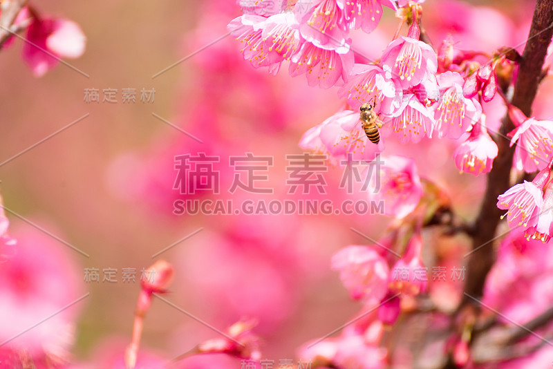 美丽的粉红色樱花。鲜艳的颜色樱花或粉红色樱花柔焦点。泰国。