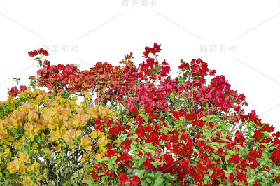 灌木上混合颜色的九重葛花