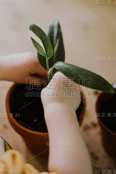 孩子拿着植物