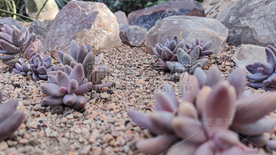 各种类型的肉质月桂花室内植物俯视图背景。