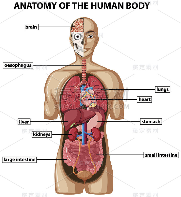 图解显示人体解剖与名称