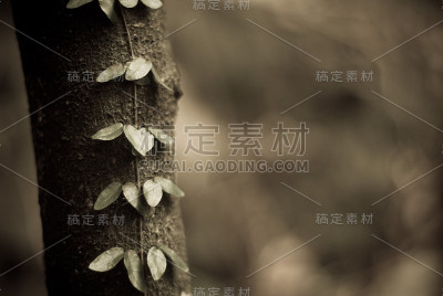 树干和树叶呈深褐色