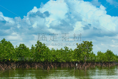 泰国红树林