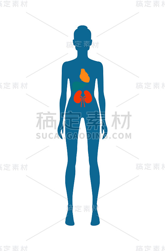 女性身体和肾脏心脏矢量插图