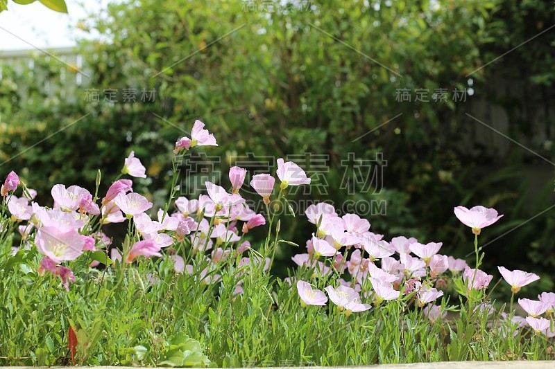 粉色的花，报春花