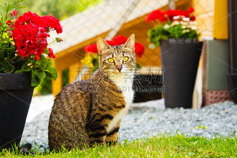 猫咪在户外玩得很开心