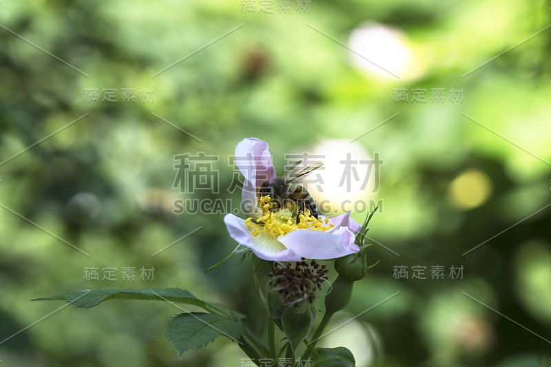 春天(夏天)玫瑰花和蜜蜂。花上的蜜蜂。以粉红色花朵为食的蜜蜂(Apis)