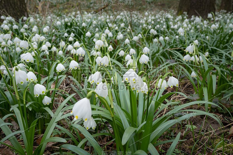 春雪花(Leucojum vernum)是石蒜科多年生球茎开花植物。春雪如地毯般盛开在河漫滩的森林里