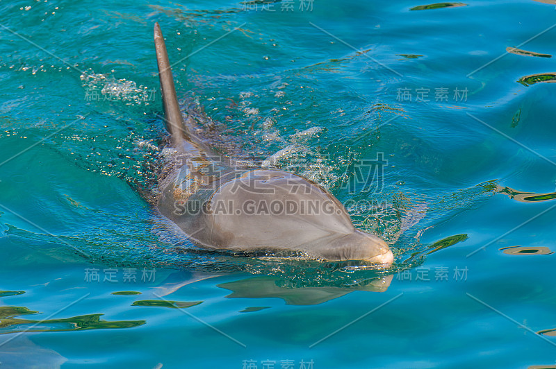 海豚在水里游泳