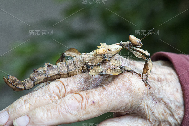 手杖