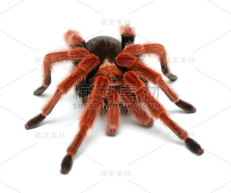 食鸟狼蛛，Brachypelma boehmei蜘蛛隔离白色。鲜红艳丽的巨型蜘蛛。