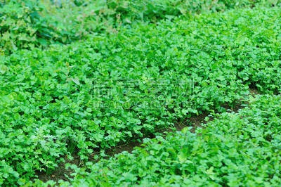 在菜园中生长的绿色欧芹植物