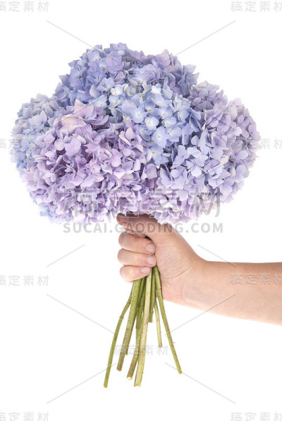 手捧紫色绣球花(剪路)