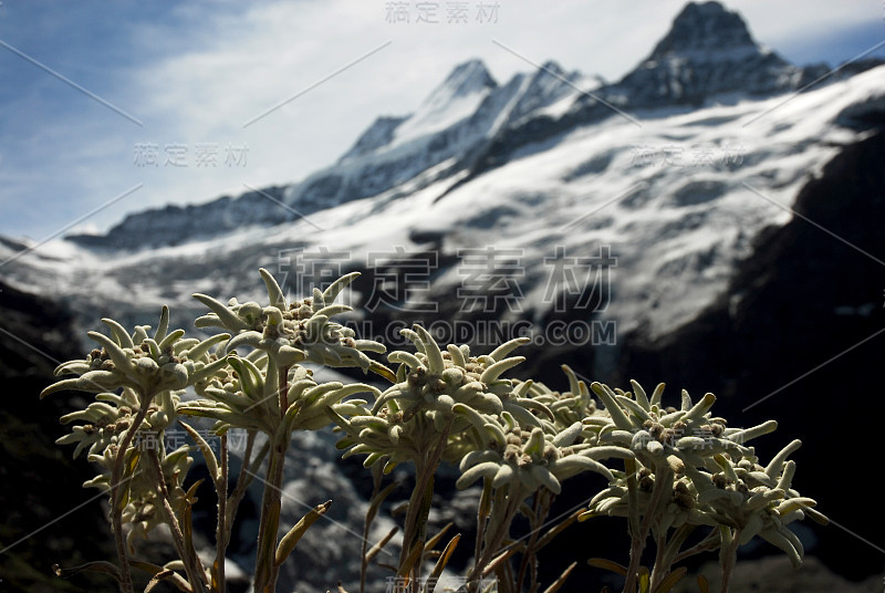 高山花卉